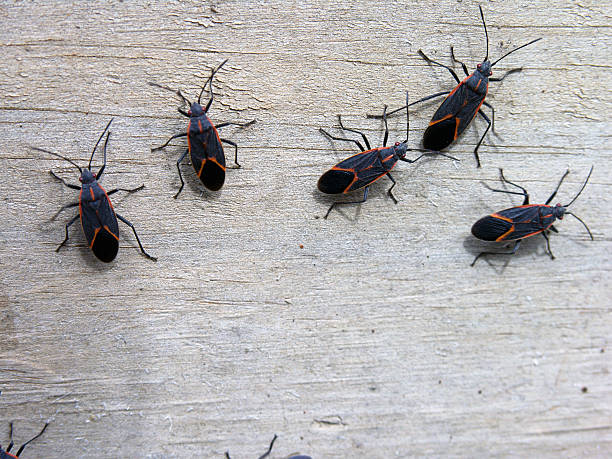 Five black and red insects with distinctive X-shaped markings on their backs are gathered on a weathered wooden surface.Retry
