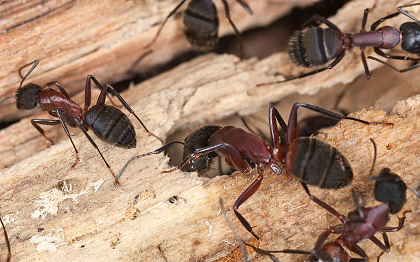 Several large carpenter ants with dark reddish-brown bodies and prominent mandibles are crawling across rough, splintered wood.