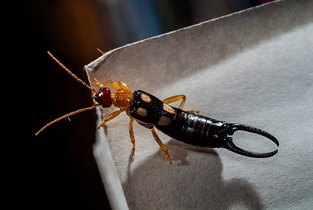 Macro photograph of an earwig, standing on the piece of paper. Earwigs make up the insect order Dermaptera, found throughout the Americas, Africa, Eurasia, Australia and New Zealand.