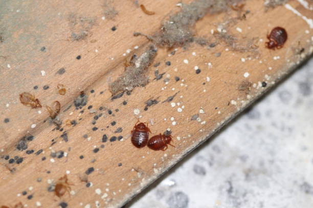 Bed bugs with black spots